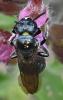 Ceratina sp.